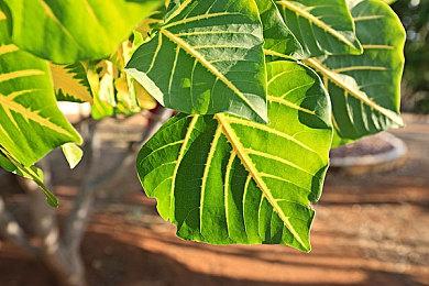 TGA：《战锤：末世鼠疫2》发布“战士牧师”内容扩展预告